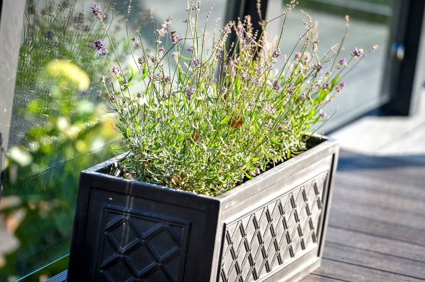 Tremfan Lodge Park - Lodge Decking