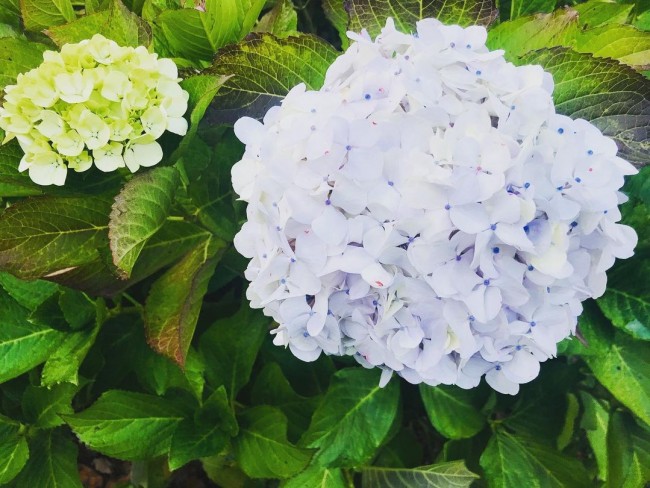 Tremfan Lodge Park Planting Scheme 2020! Cynllun Plannu Parc Tremfan Lodge 2020!