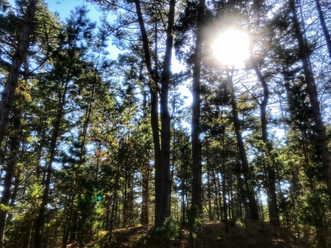 Forest Sustainability Focus! Ffocws Cynaliadwyedd!