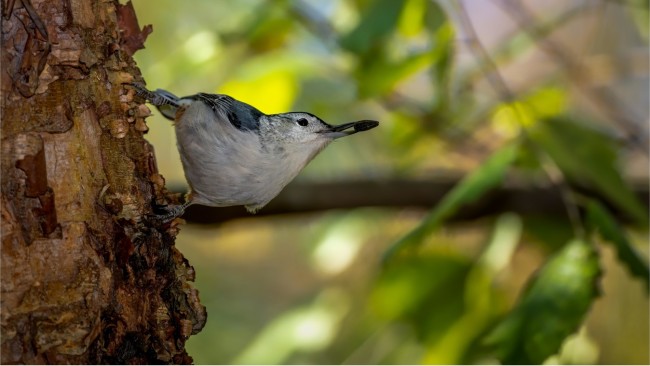 nuthatch Twitching at Tremfan Lodge Park!