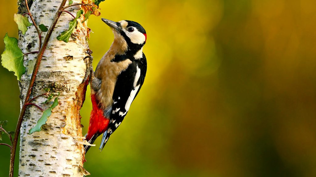At Tremfan Lodge Park, the rhythmic drumming of resident woodpeckers adds a charming soundtrack to life on park, bringing nature to every visit.