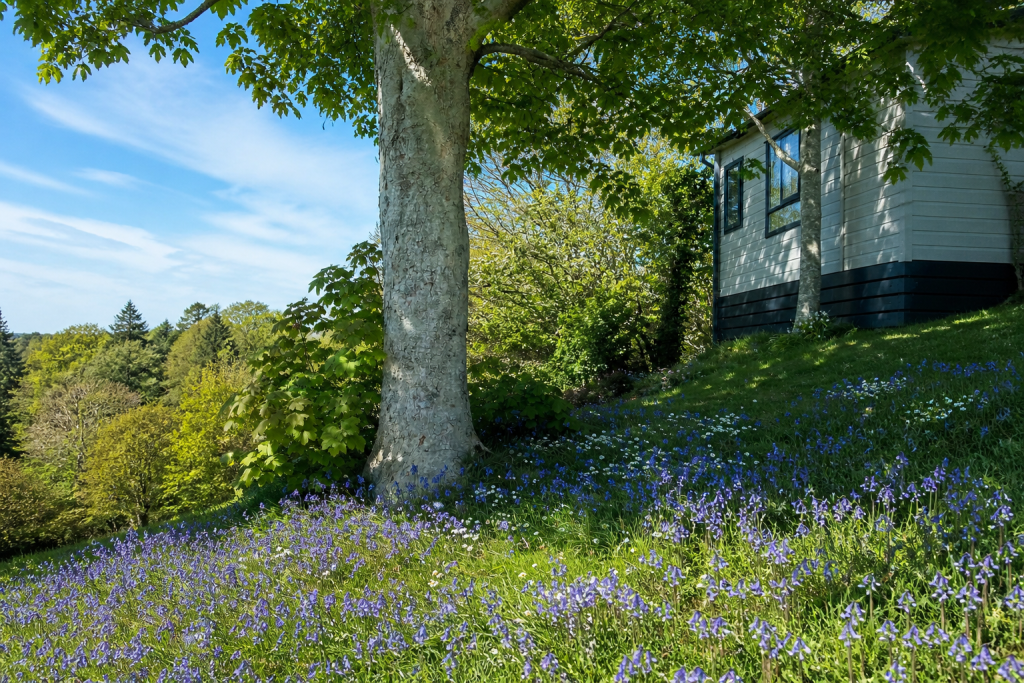 Spring at Tremfan Lodge Park brings bluebells, wild garlic, and daisies into bloom, creating a calm, colourful escape on the Llŷn Peninsula.