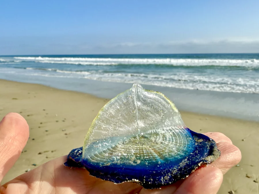 Discover how this long, hot summer is affecting the sea around the LlĹ·n Peninsula, from unusually warm waters and jellyfish to dolphins and some fascinating marine wildlife sightings.